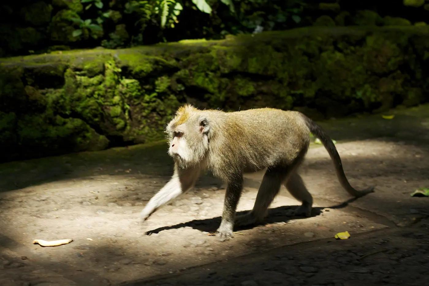 A long-tailed macaque walking along a path in the Ubud Monkey Forest, Bali