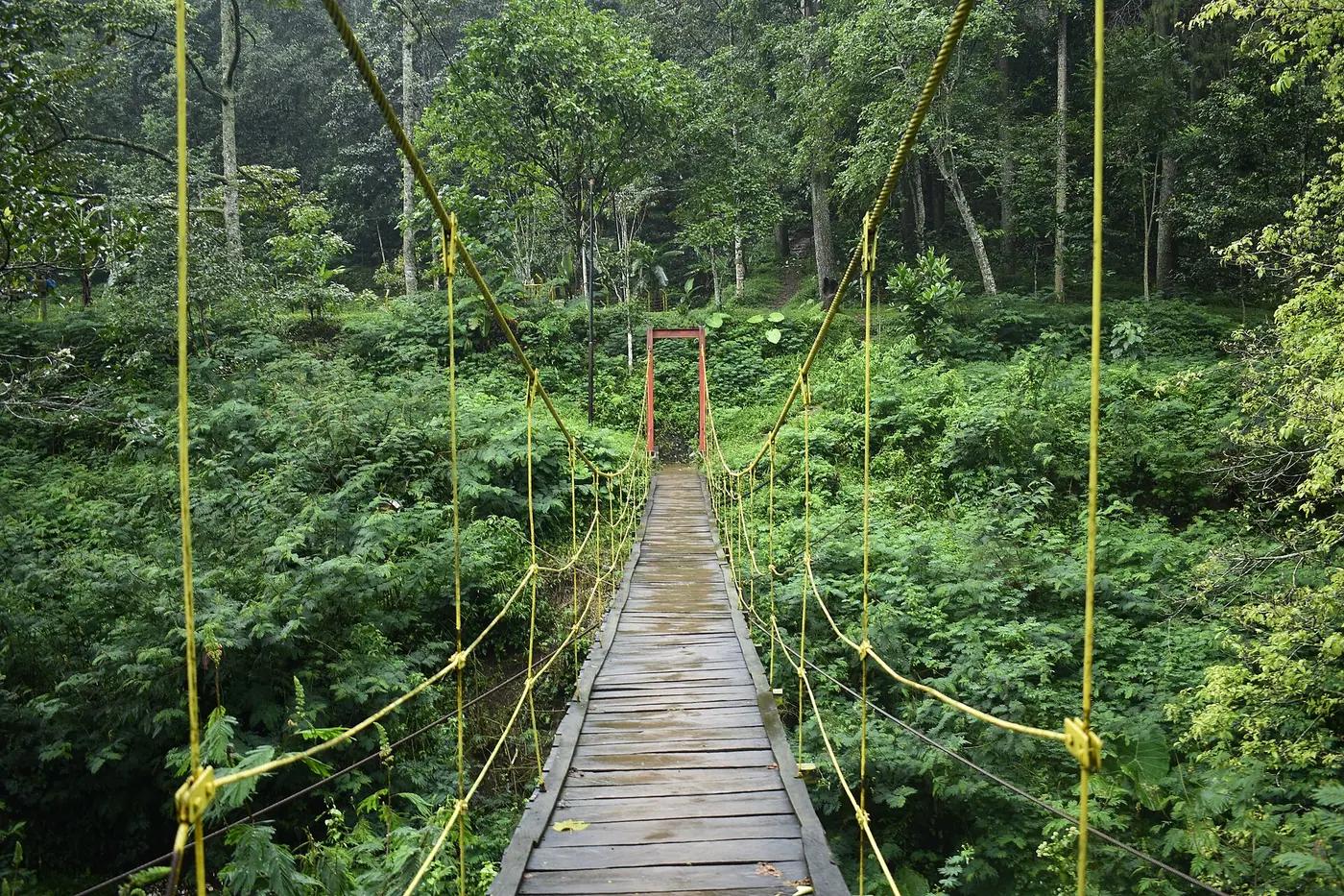 A long-tailed macaque in the Taman Hutan Raya Djuanda forest park above Bandung
