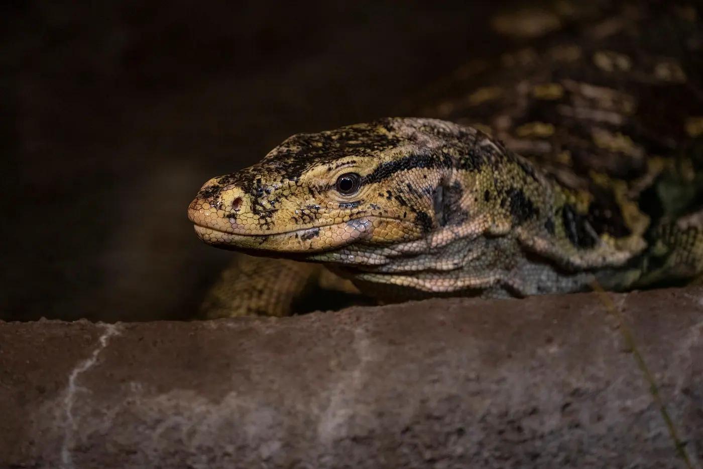 An Asian water monitor, a regular sight beside the lake in Lumphini Park, Bangkok