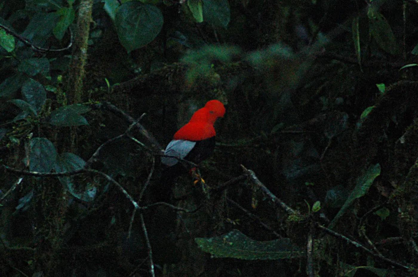 A male Andean cock-of-the-rock displaying in the cloud forest of the eastern Ecuadorian Andes