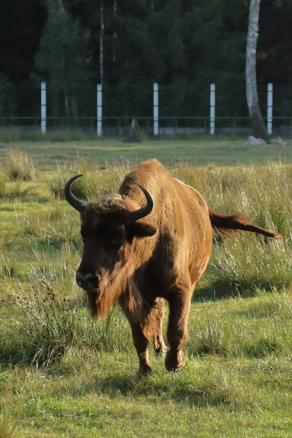 A European bison herd in the primeval forest of Belovezhskaya Pushcha, Belarus