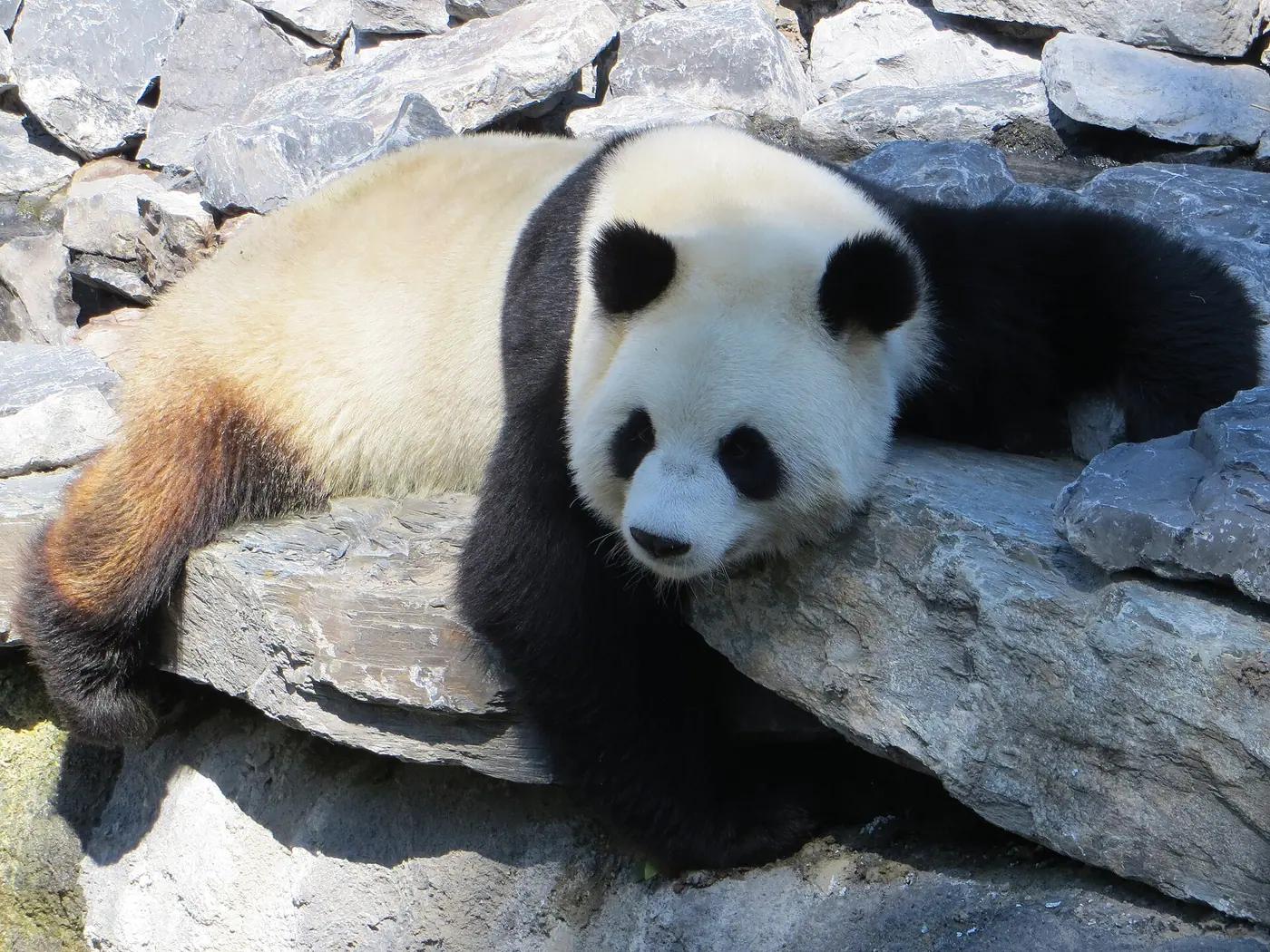 A giant panda eating bamboo at Pairi Daiza zoo in Brugelette, Belgium