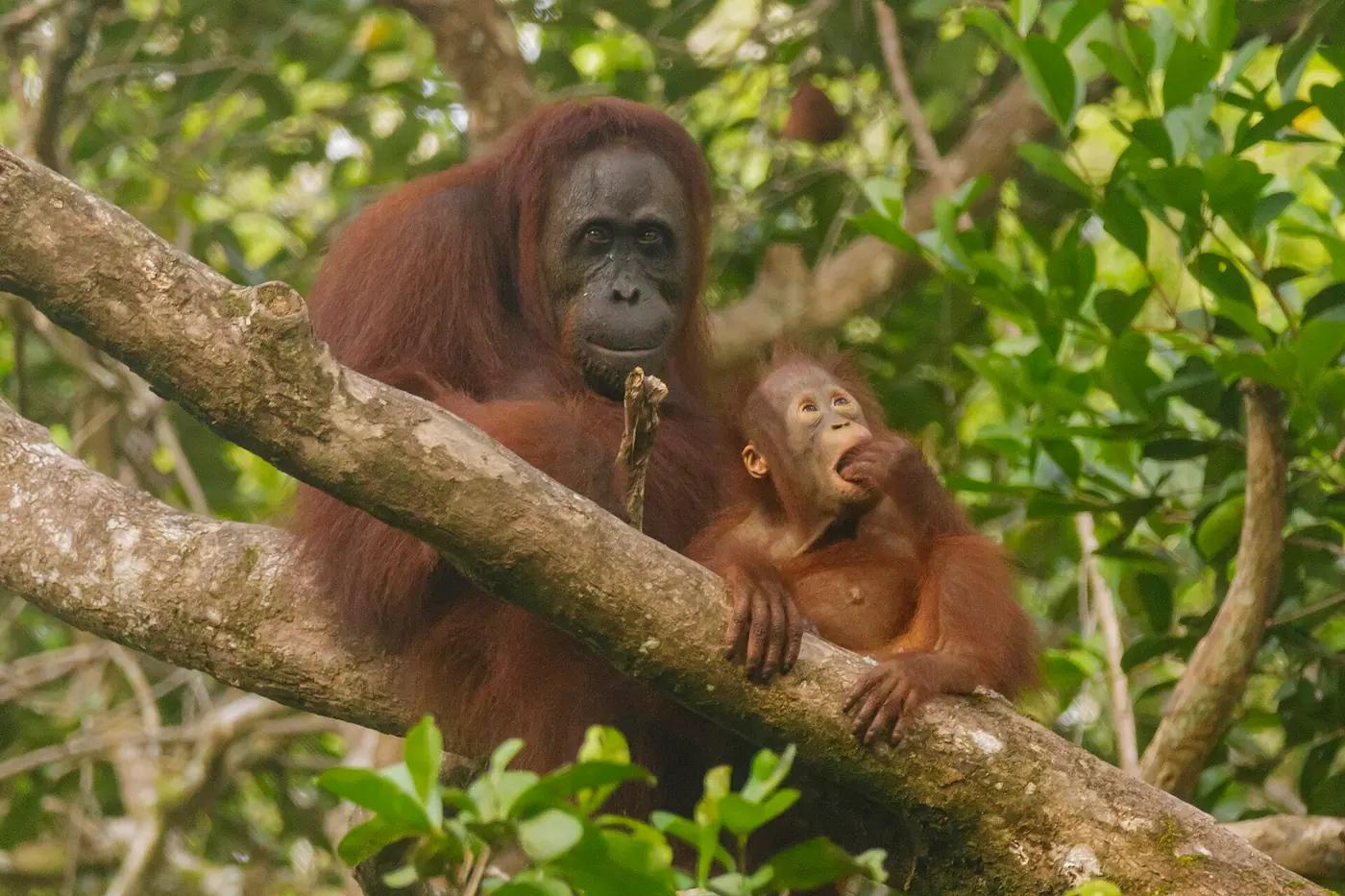 A Bornean orangutan mother and infant in Tanjung Puting National Park, Borneo