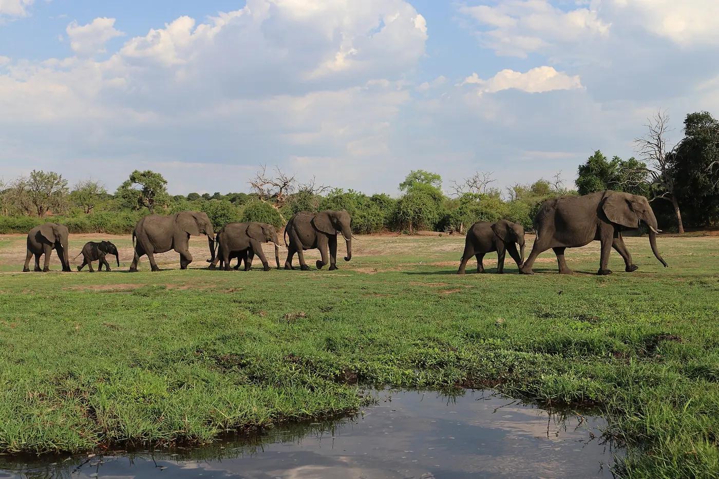 Elephants drinking at the Chobe river in northern Botswana