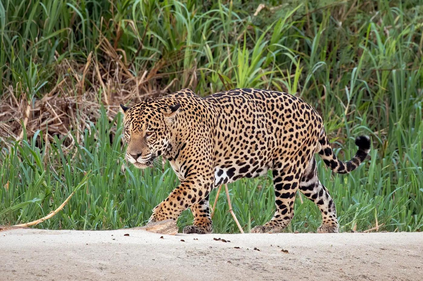 A male jaguar walking a riverbank on the Three Brothers River in the Pantanal, Brazil