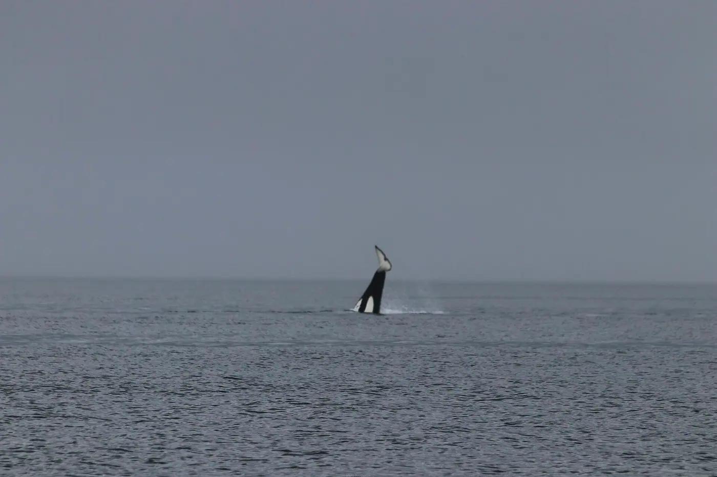 Orcas off the British Columbia coast