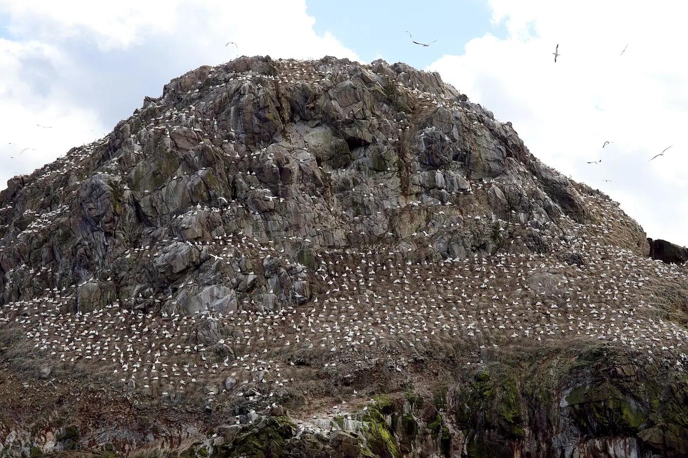 Northern gannets packed onto Île Rouzic in the Sept-Îles reserve off Brittany