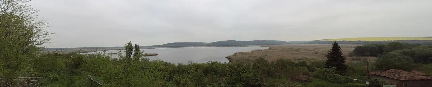 Pelicans on the reed-fringed water of Srebarna nature reserve, Bulgaria