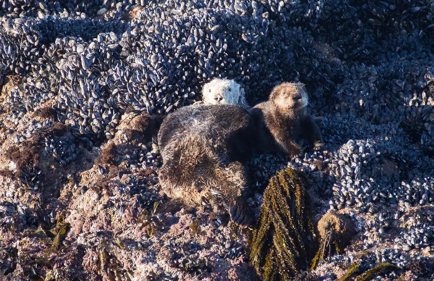 A southern sea otter floating in kelp in Monterey Bay, California