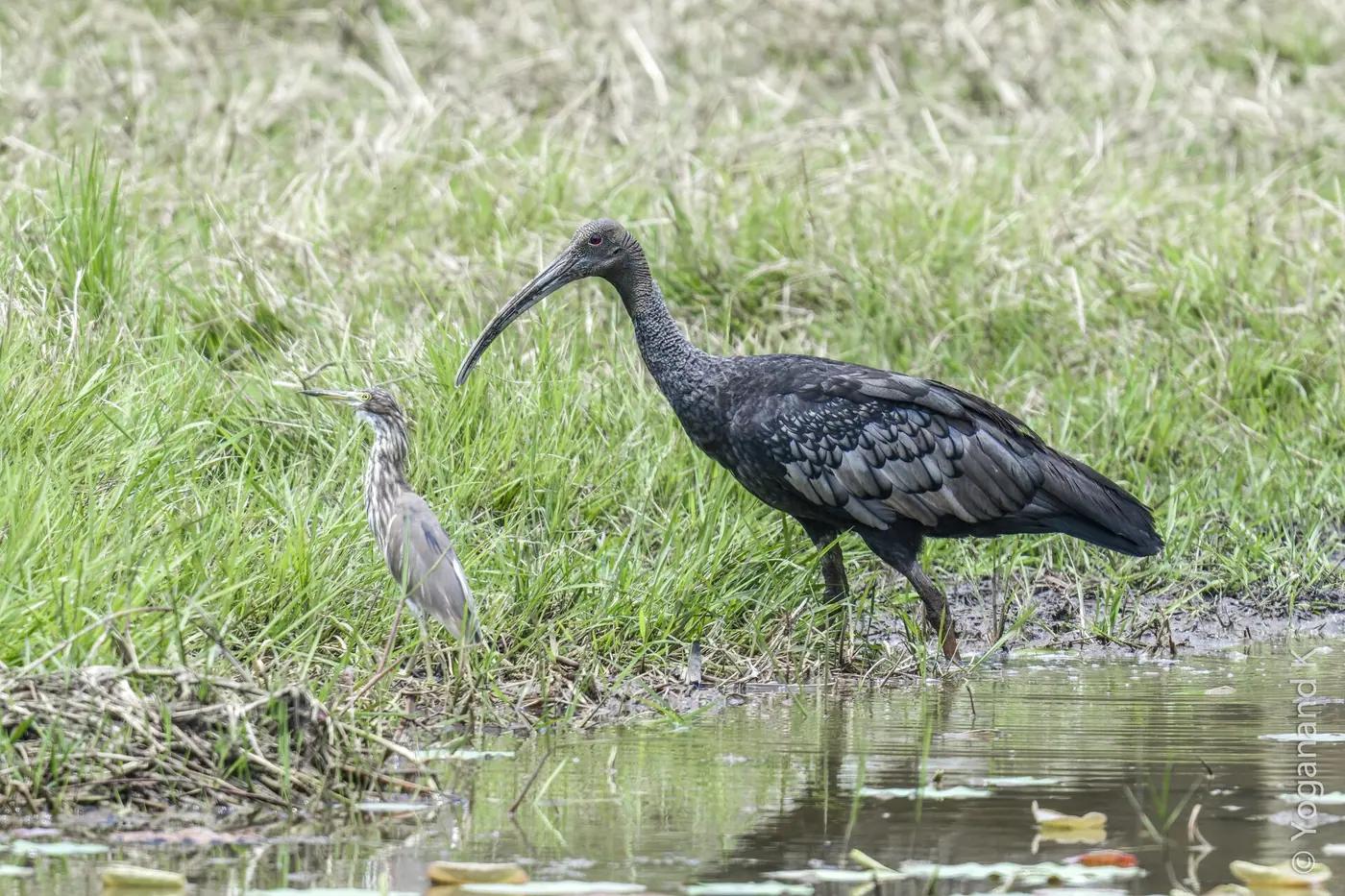 A giant ibis, Cambodia's national bird, standing in dry forest