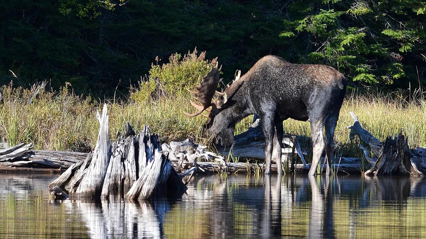 A bull moose feeding at the water's edge in Algonquin Provincial Park, Ontario, Canada