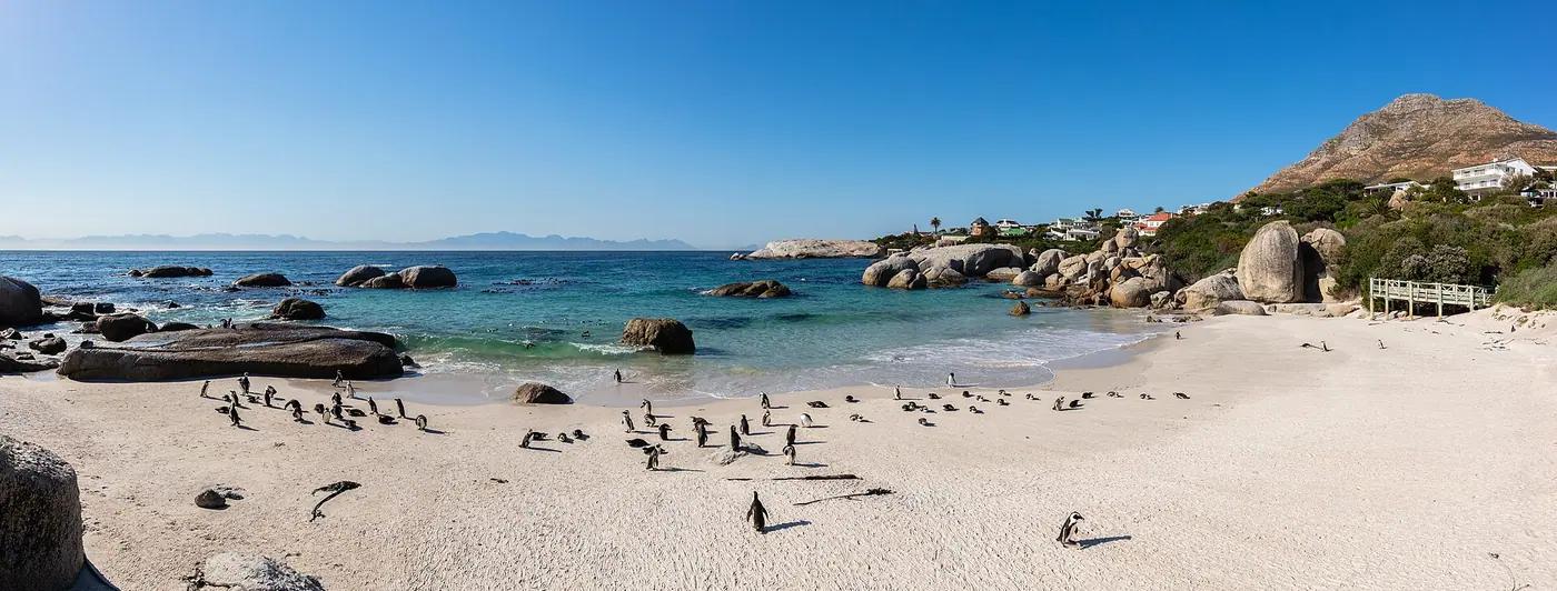 African penguins on the granite boulders of Boulders Beach near Simon's Town, Cape Town