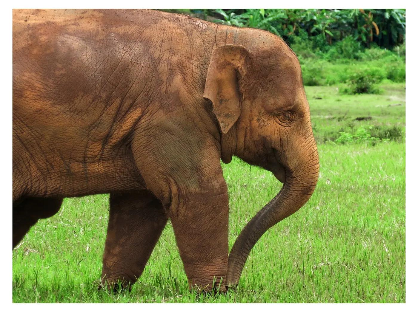Rescued Asian elephants walking in the Mae Taeng valley near Chiang Mai