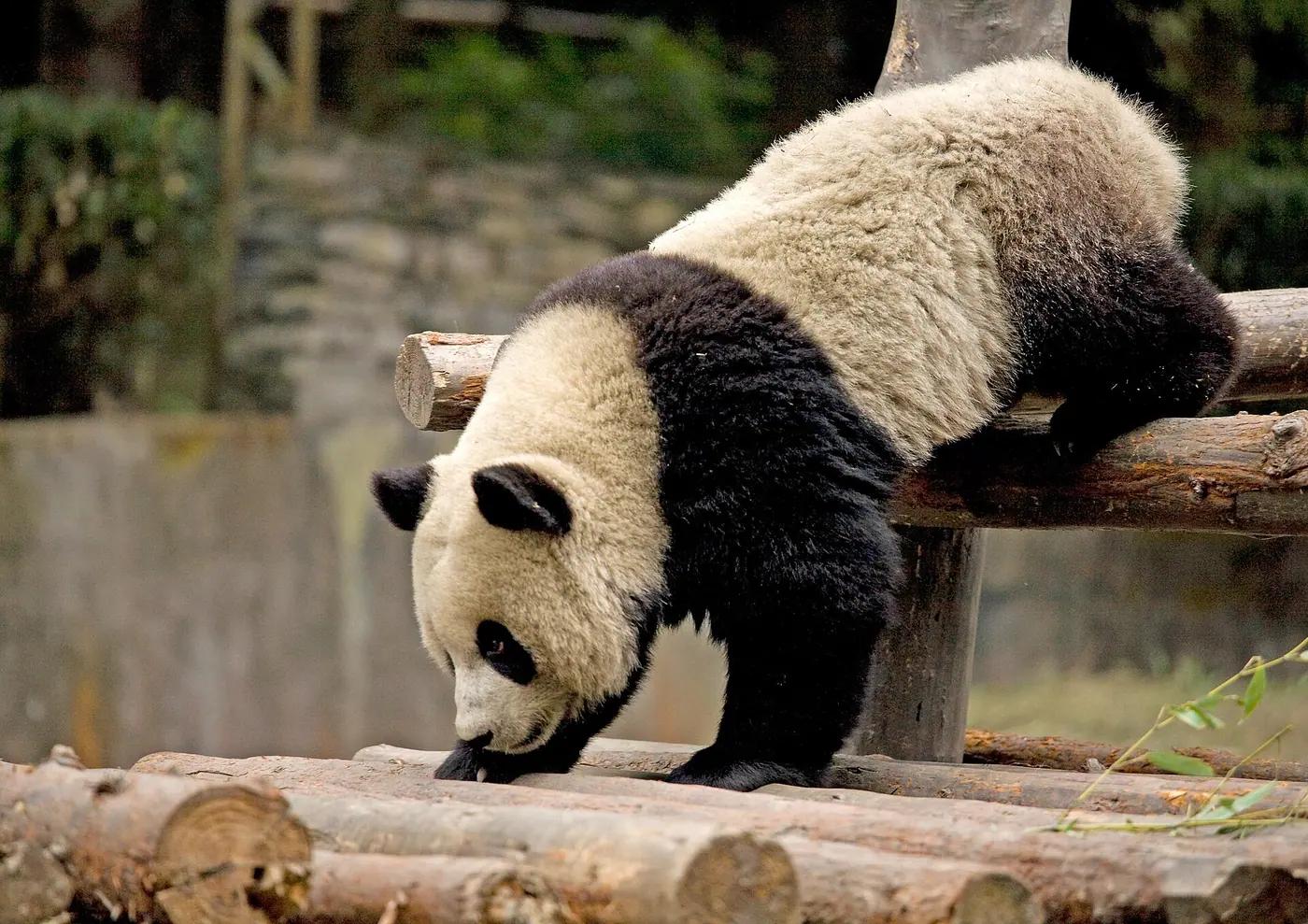 A giant panda climbing over logs at Wolong, Sichuan, China