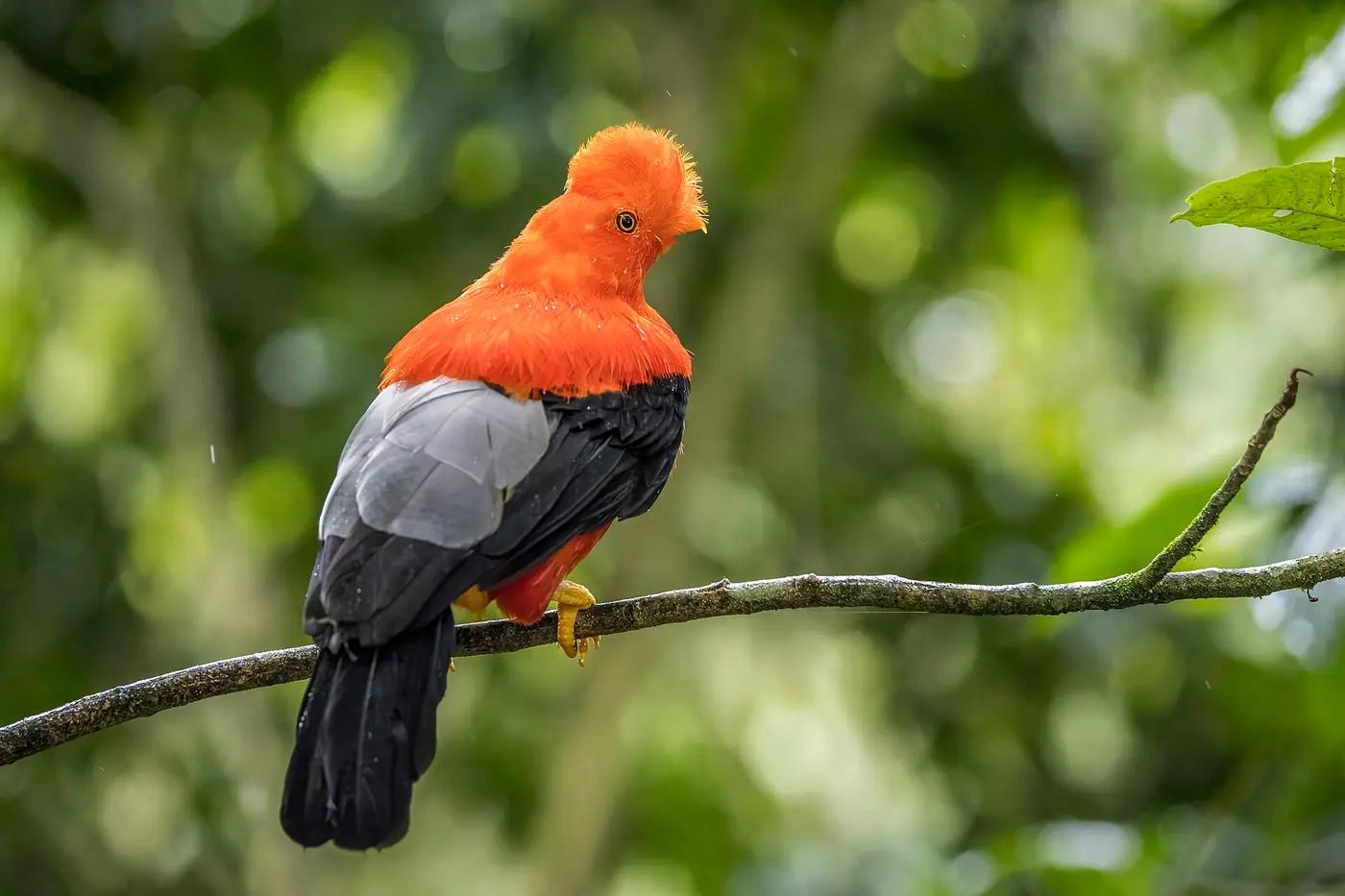 A male Andean cock-of-the-rock perched in cloud forest in Antioquia, Colombia