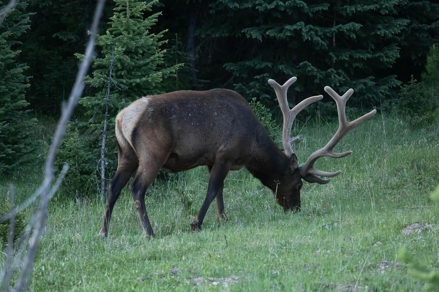 A bull elk with full antlers standing in a meadow in Rocky Mountain National Park, Colorado