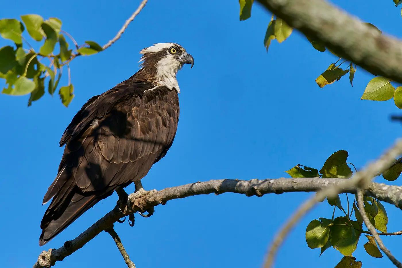 An osprey at its nest on the Connecticut shore