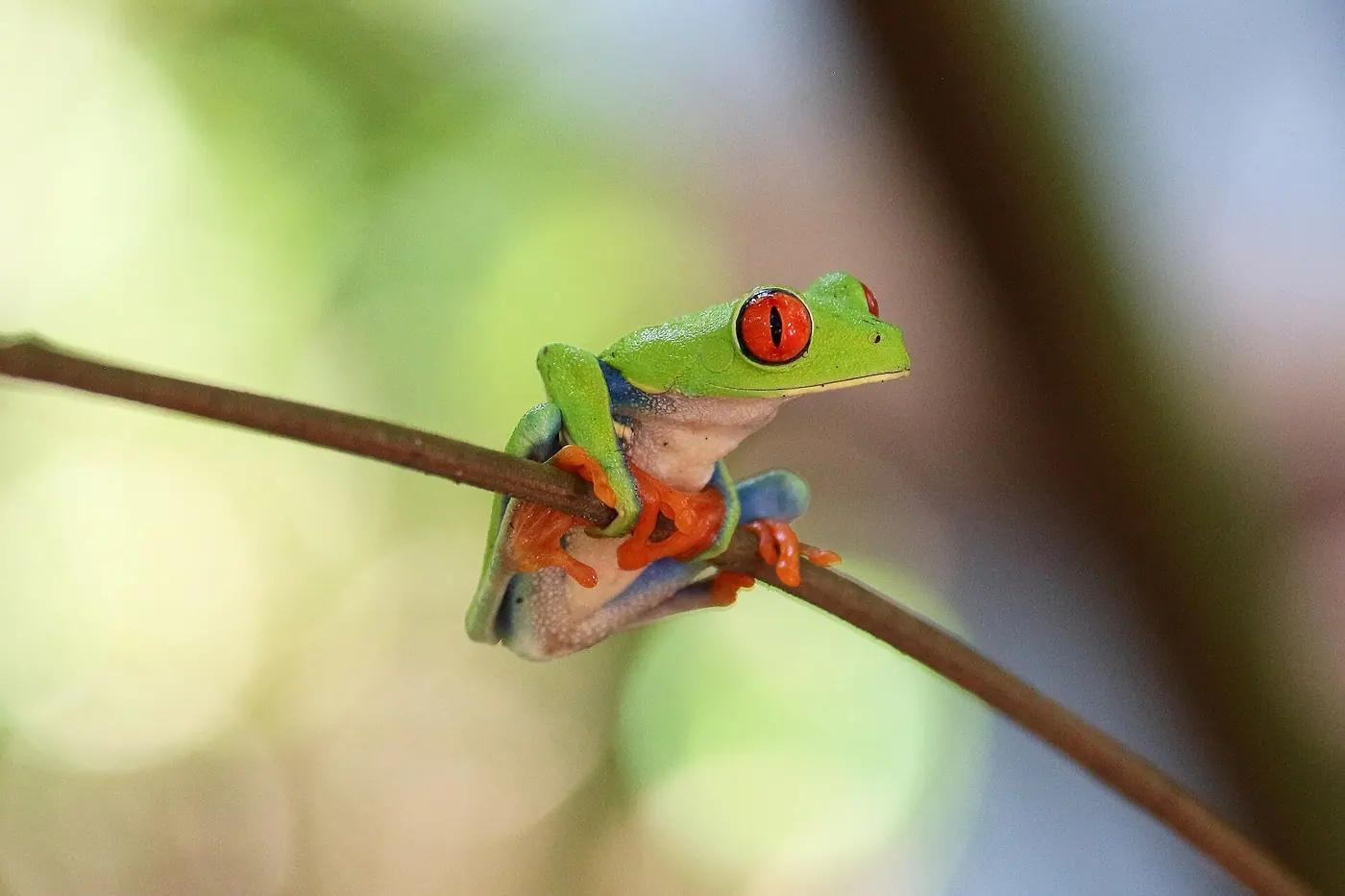A red-eyed tree frog clinging to a twig in Costa Rica