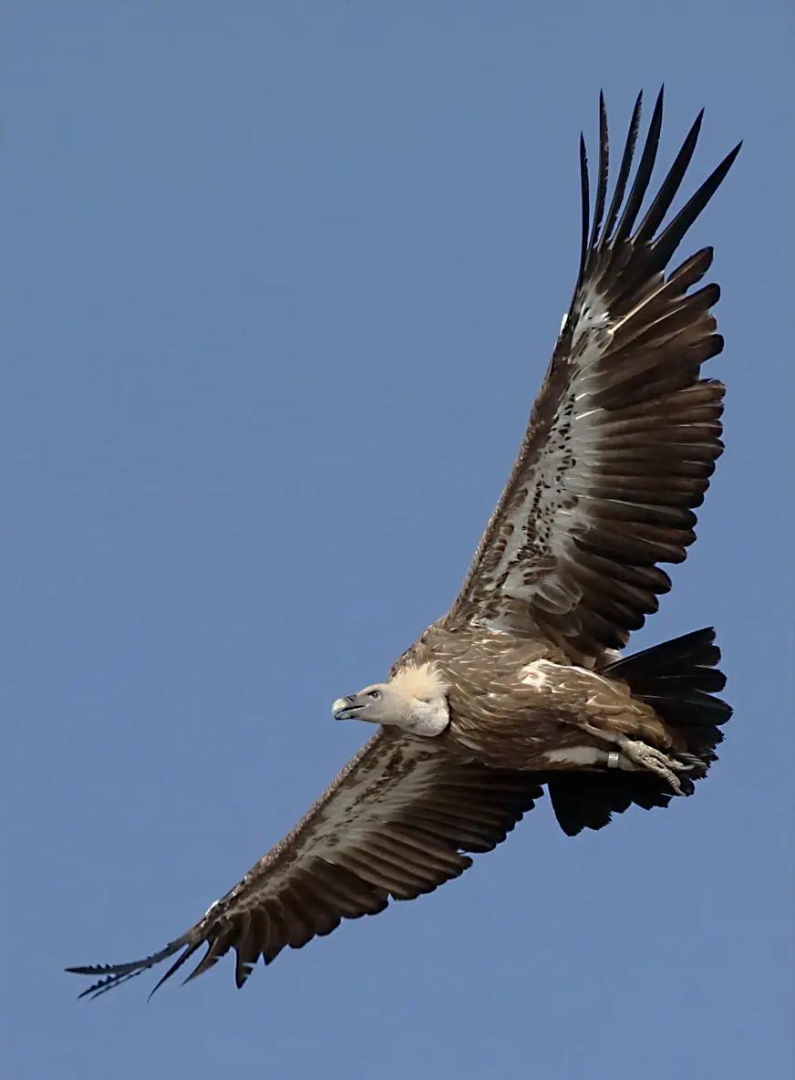 A griffon vulture gliding along the sea cliffs of Cres island, Croatia