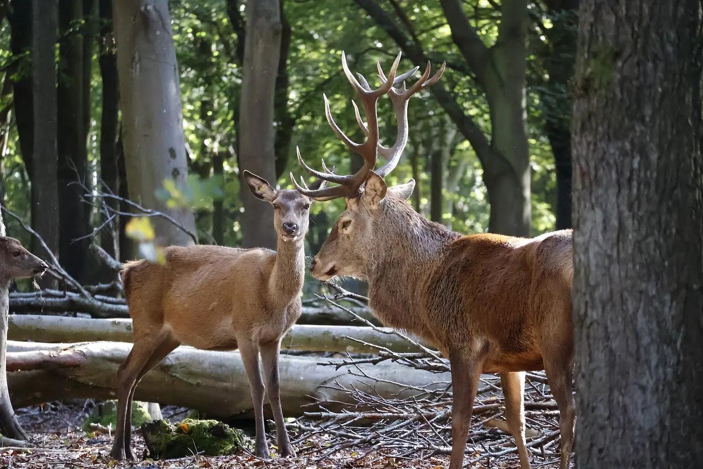 A red deer stag among autumn oaks in Jægersborg Dyrehave north of Copenhagen, Denmark