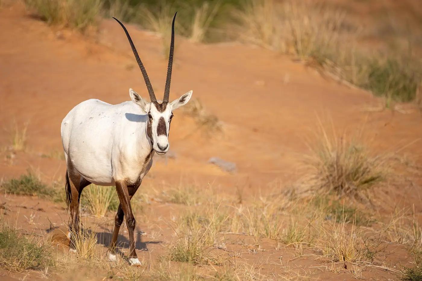 An Arabian oryx in the Dubai Desert Conservation Reserve, United Arab Emirates