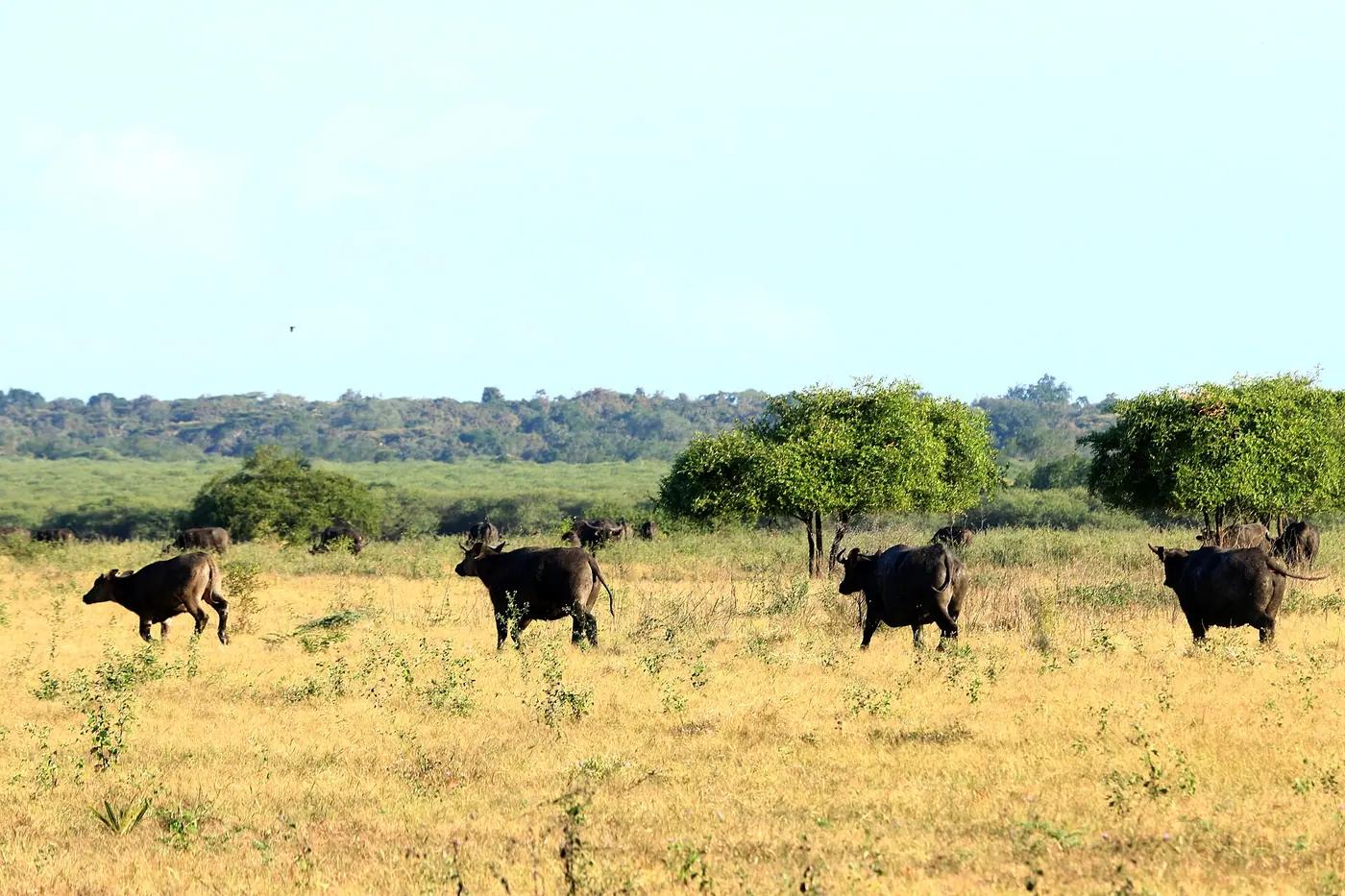 Wild banteng grazing the Bekol savanna in Baluran National Park, East Java
