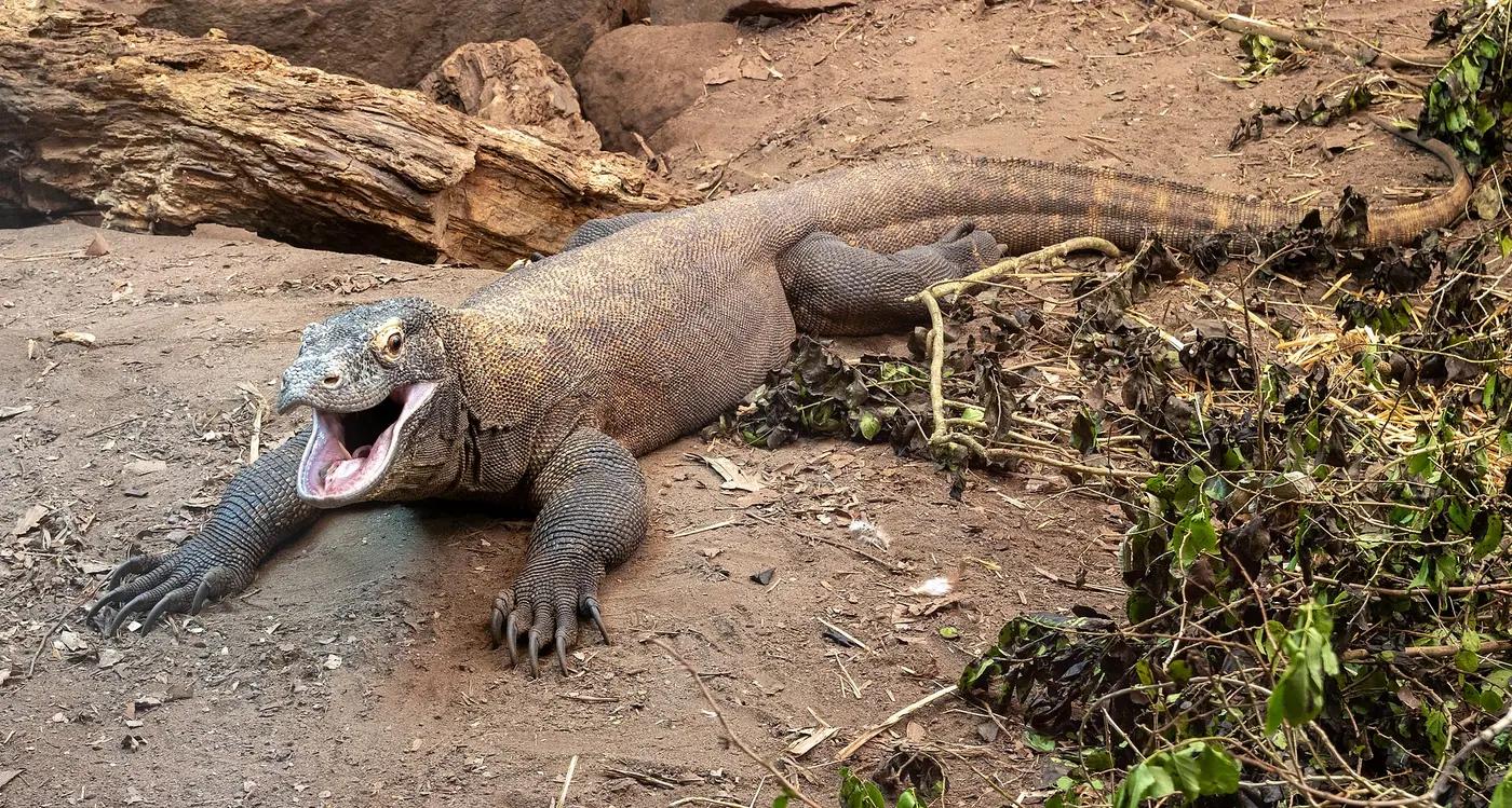 A Komodo dragon on the beach at Loh Liang, Komodo island, East Nusa Tenggara