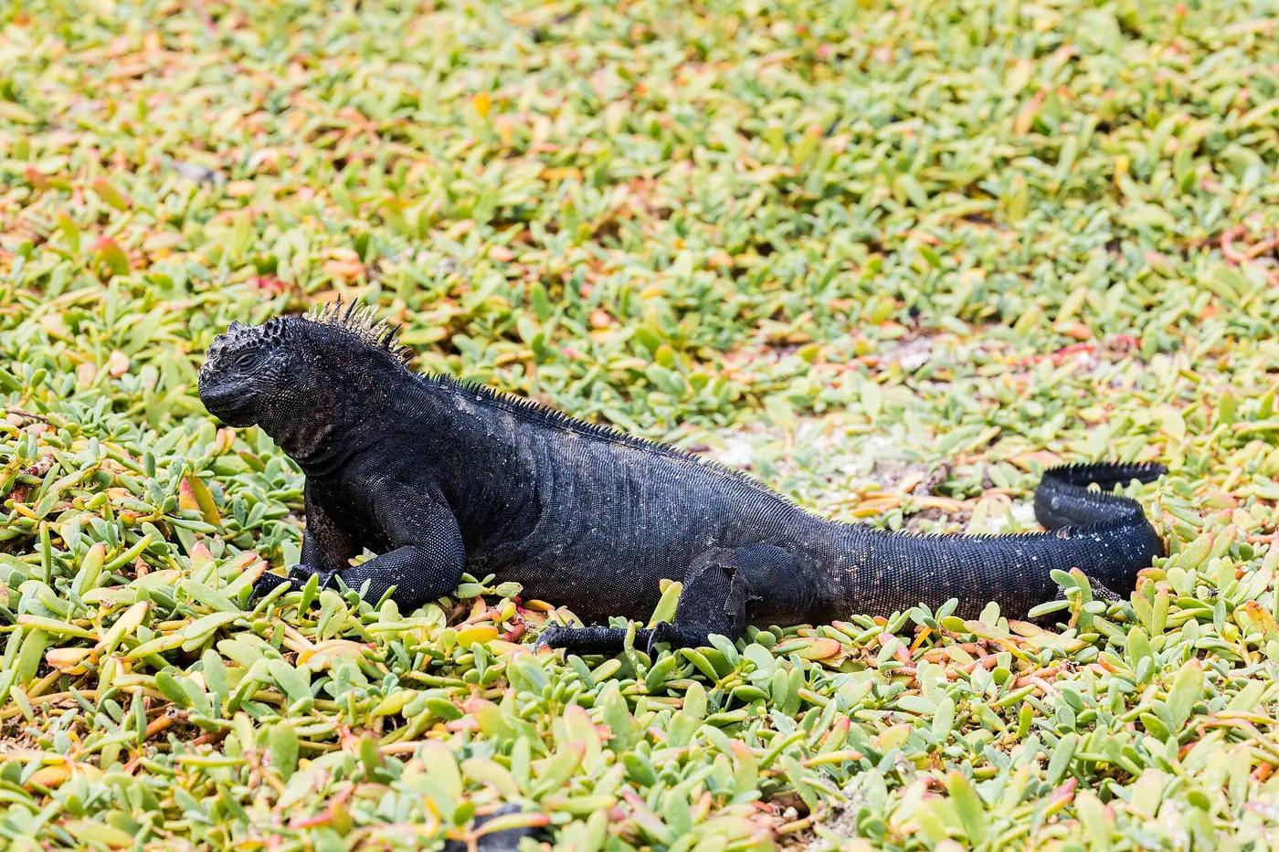 A marine iguana at Tortuga Bay on Santa Cruz Island in the Galápagos, Ecuador
