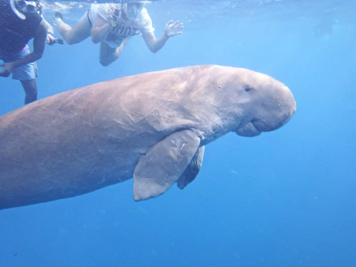 A dugong grazing seagrass in the shallow bay at Abu Dabbab near Marsa Alam, Egypt