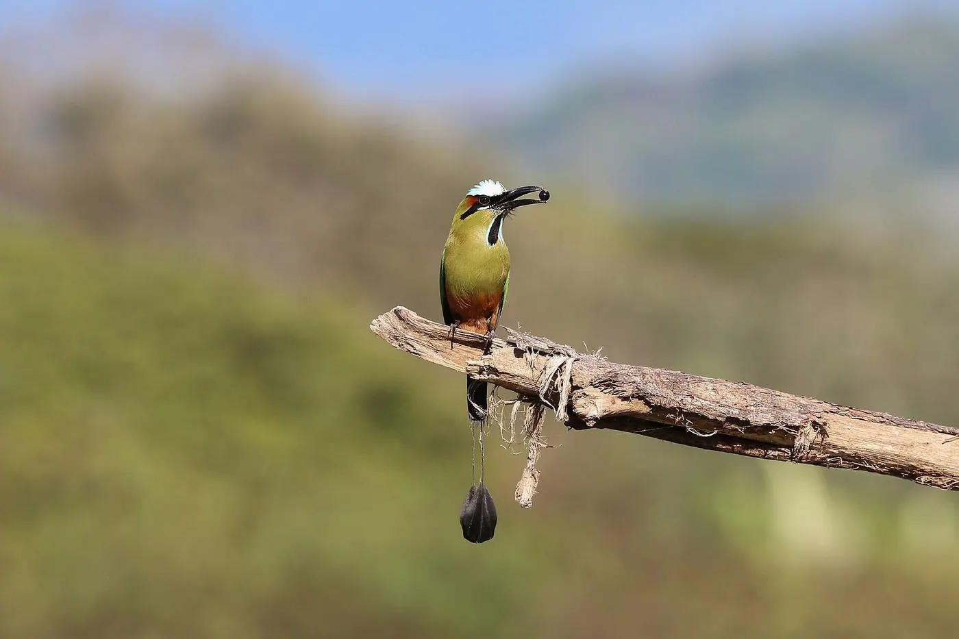 A turquoise-browed motmot, the torogoz, perched on a branch in El Salvador