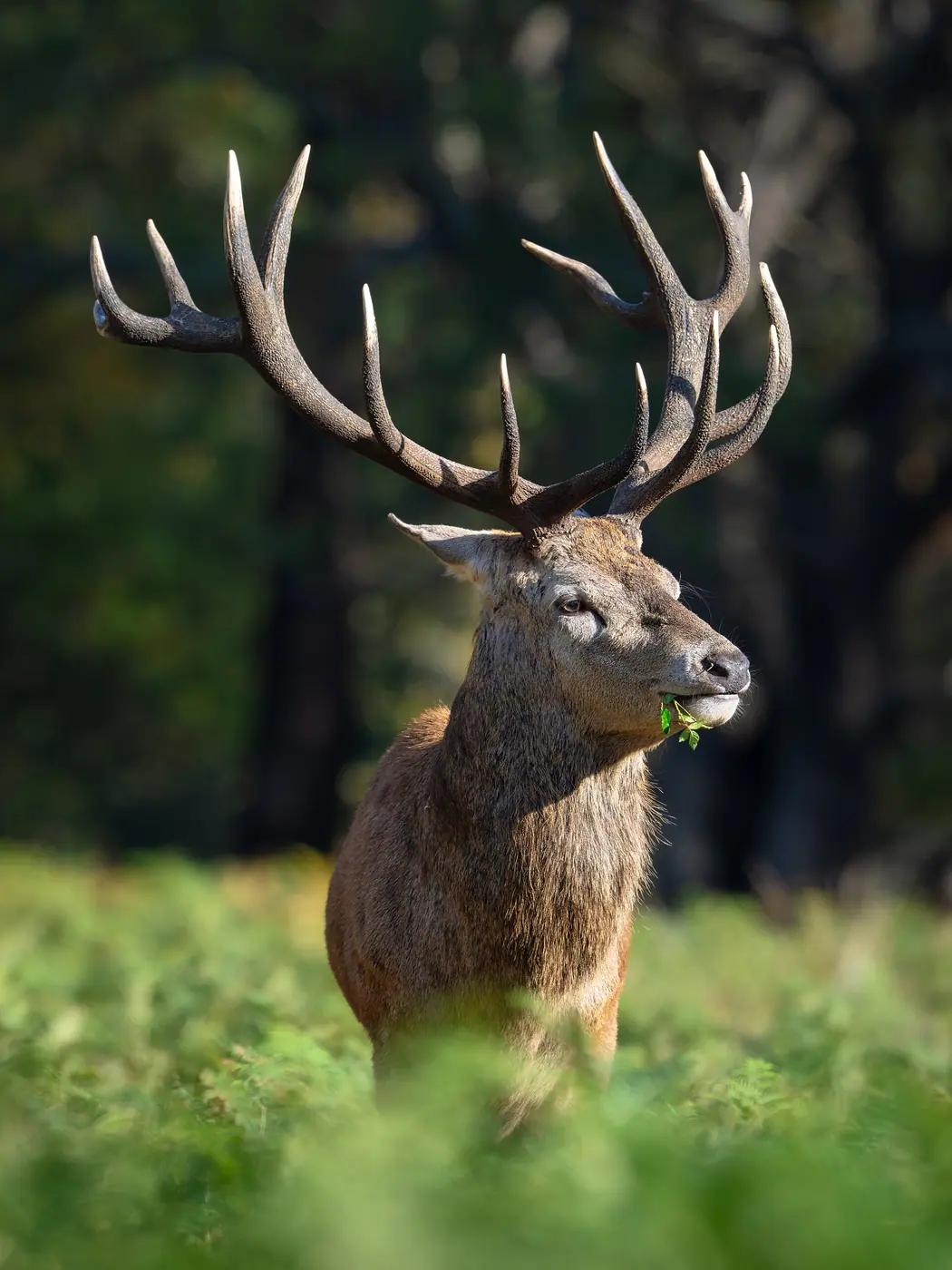 A red deer stag among bracken in Richmond Park, London