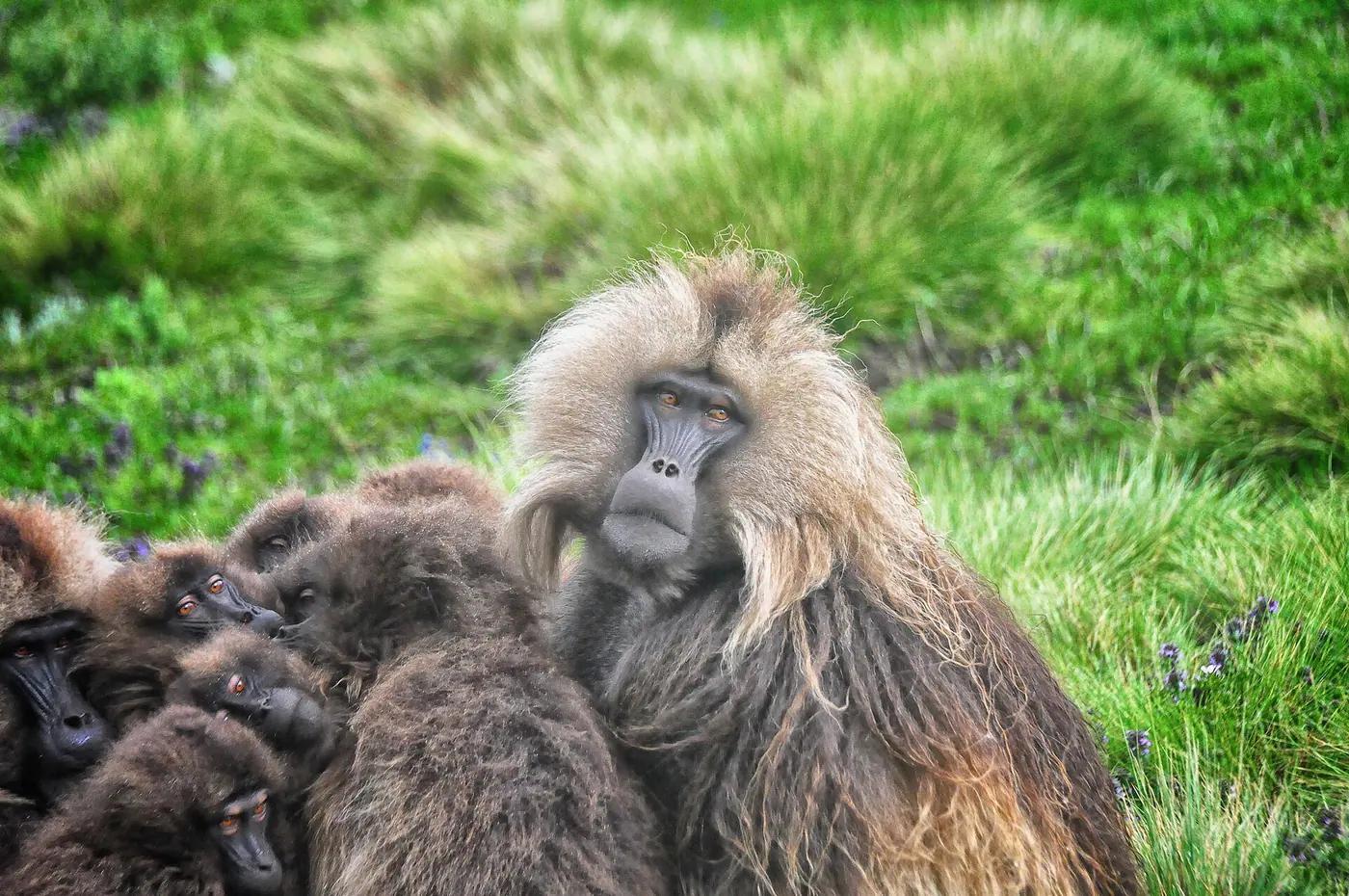 A troop of geladas grazing on the escarpment of the Simien Mountains, Ethiopia