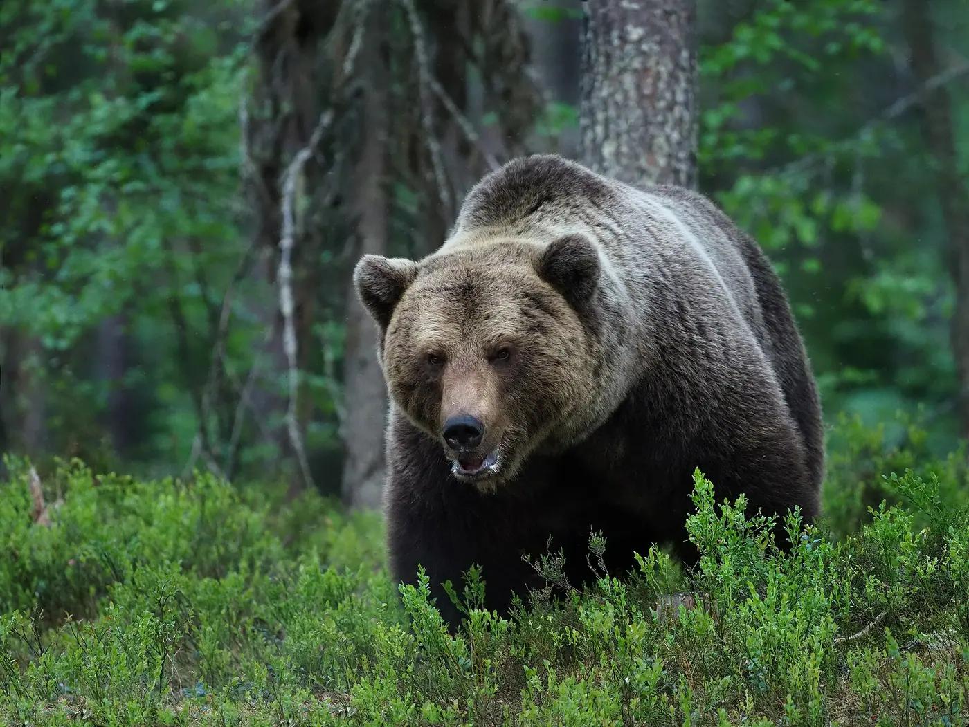 A brown bear walking across a boggy clearing in the Kuhmo forests of eastern Finland
