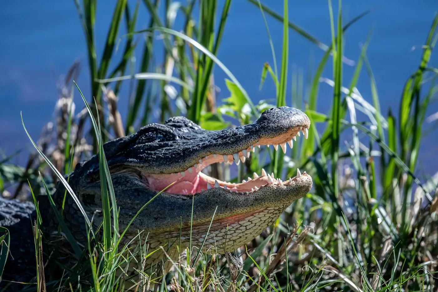 An American alligator basking beside the water in Everglades National Park, Florida