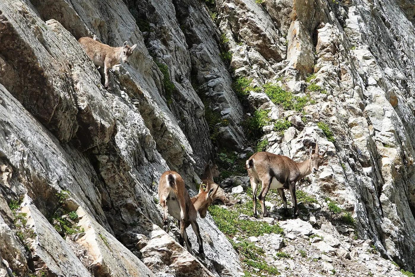 An Alpine ibex in the Vanoise National Park, France