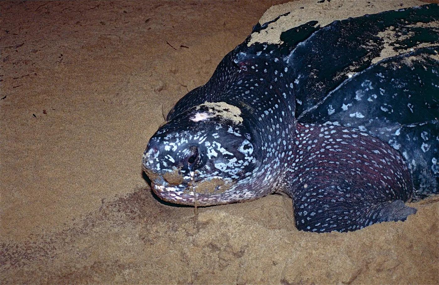 A leatherback turtle on the nesting beach at Awala-Yalimapo, French Guiana, at dawn