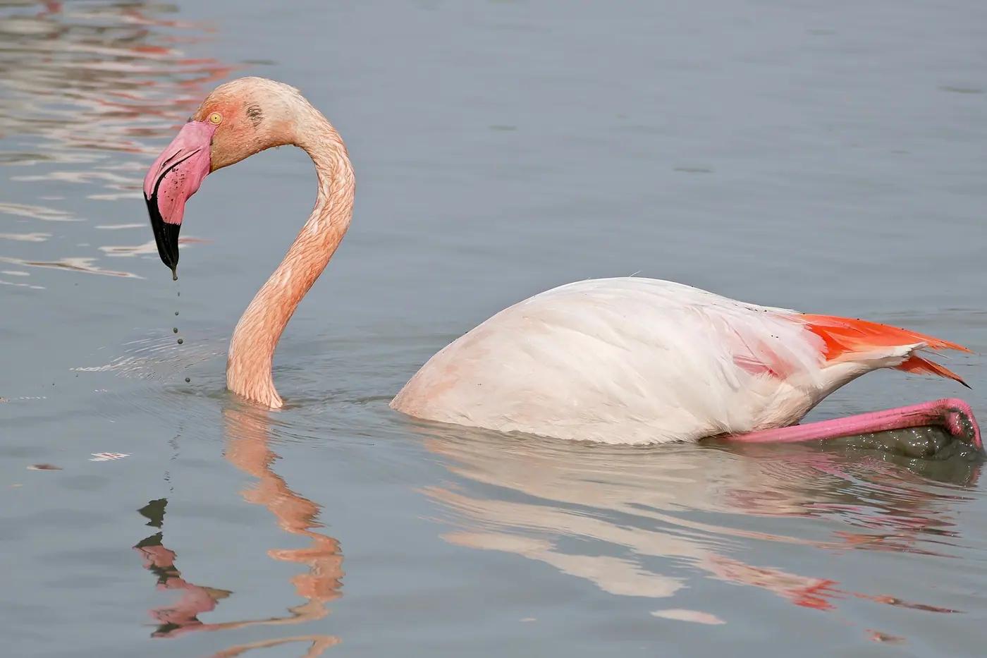 Greater flamingos feeding in a Camargue lagoon in Provence, southern France