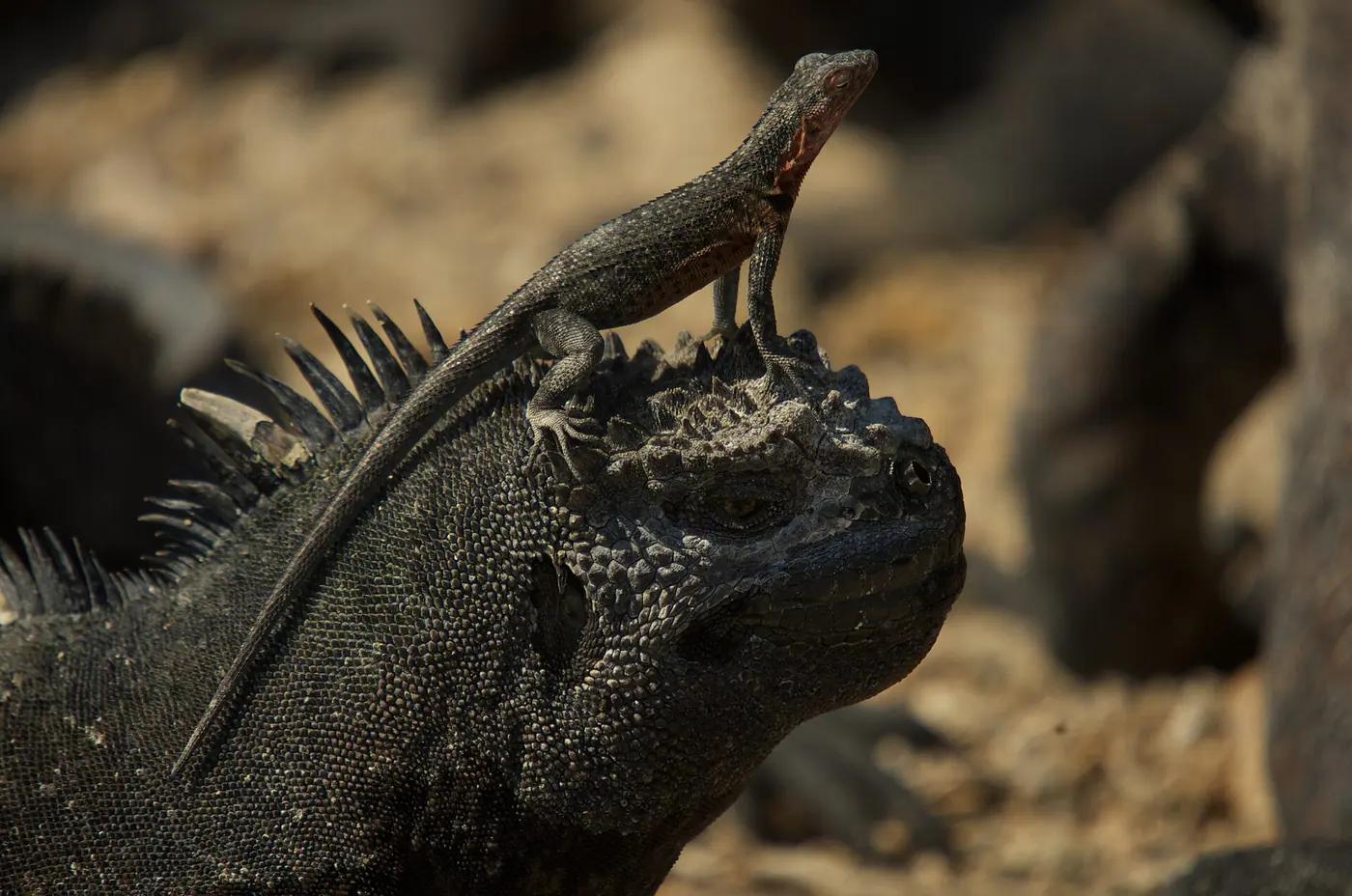 Marine iguanas piled on black lava on the Galápagos shoreline