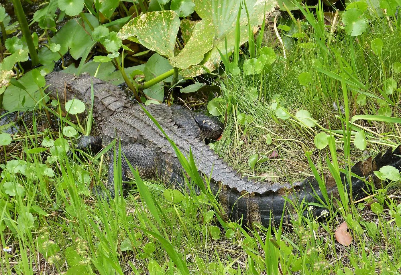 An American alligator floating in the dark water of the Okefenokee Swamp, Georgia