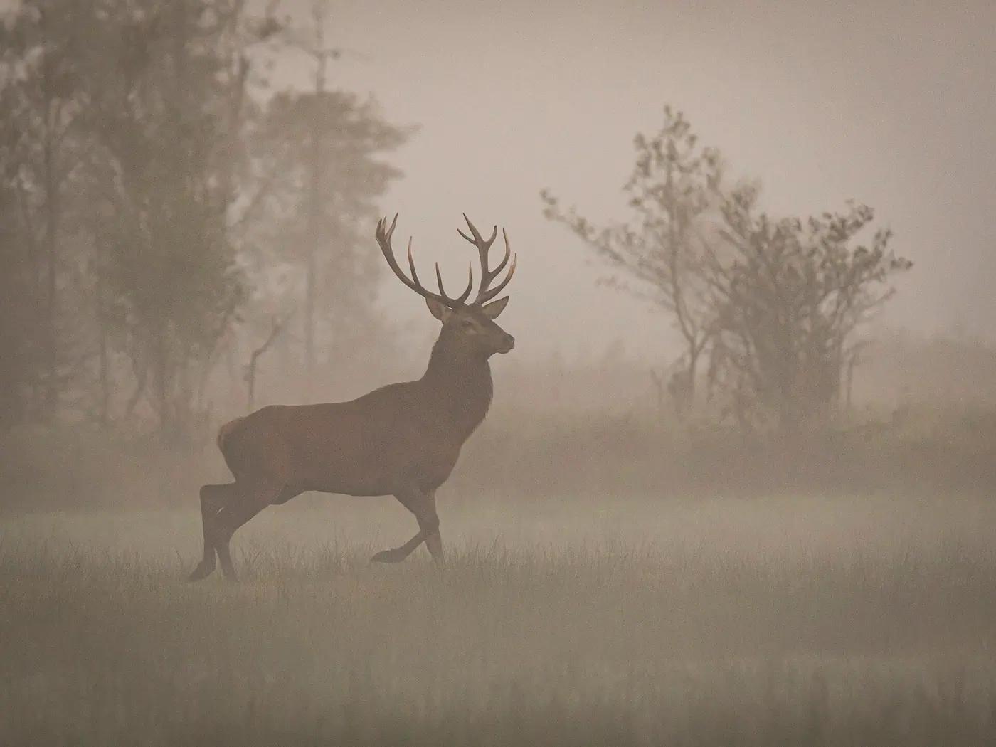 A red deer stag crossing a misty meadow in the Duvenstedter Brook nature reserve, Hamburg, Germany