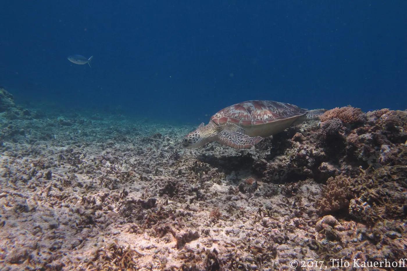 A green sea turtle swimming over the reef off Gili Meno in the Gili Islands