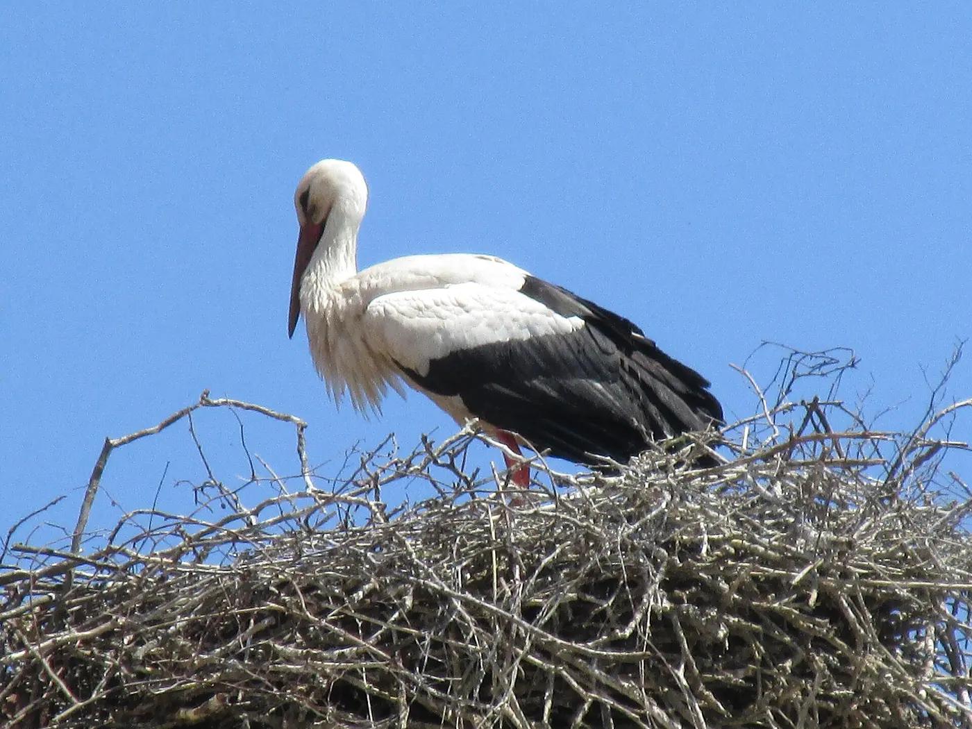A white stork standing on its nest above an Alsace village roof