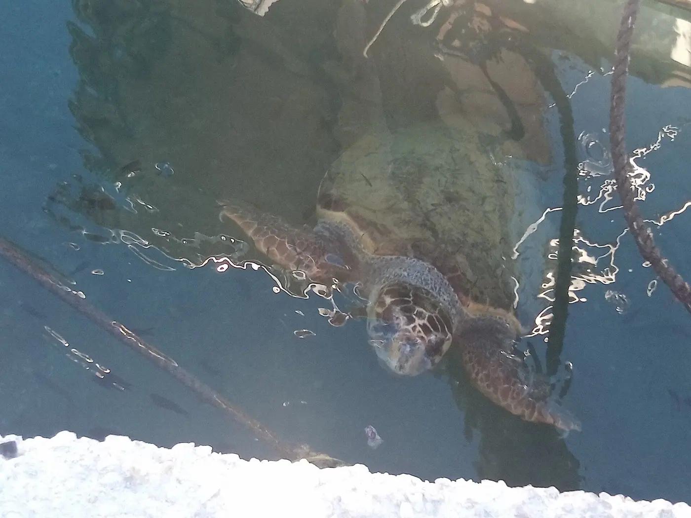 A loggerhead sea turtle surfacing in the clear water of Laganas Bay, Zakynthos, Greece
