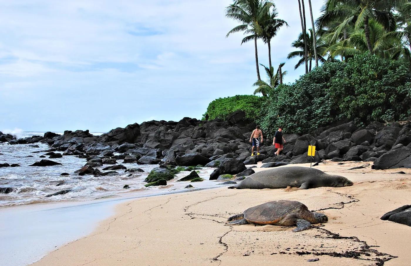 A green sea turtle basking on the sand at Laniakea Beach, Oʻahu, Hawaii