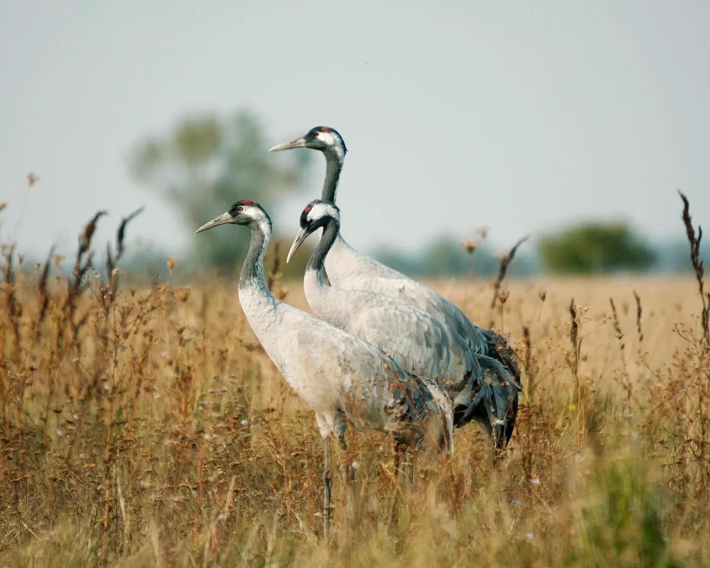 Common cranes at Hortobágy, Hungary