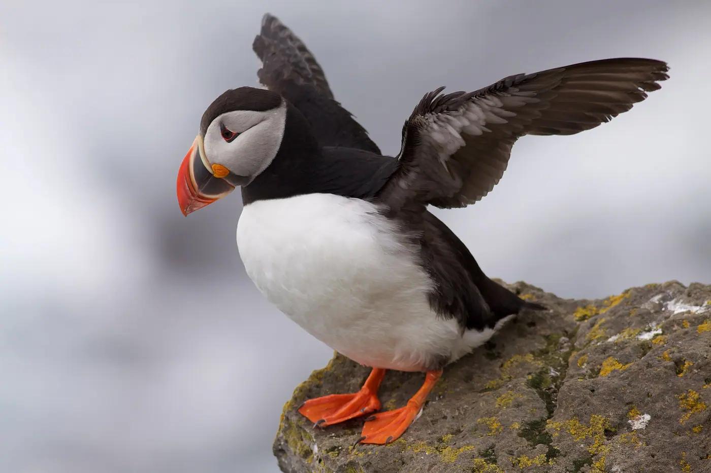 An Atlantic puffin stretching its wings on the Látrabjarg sea cliffs, Iceland