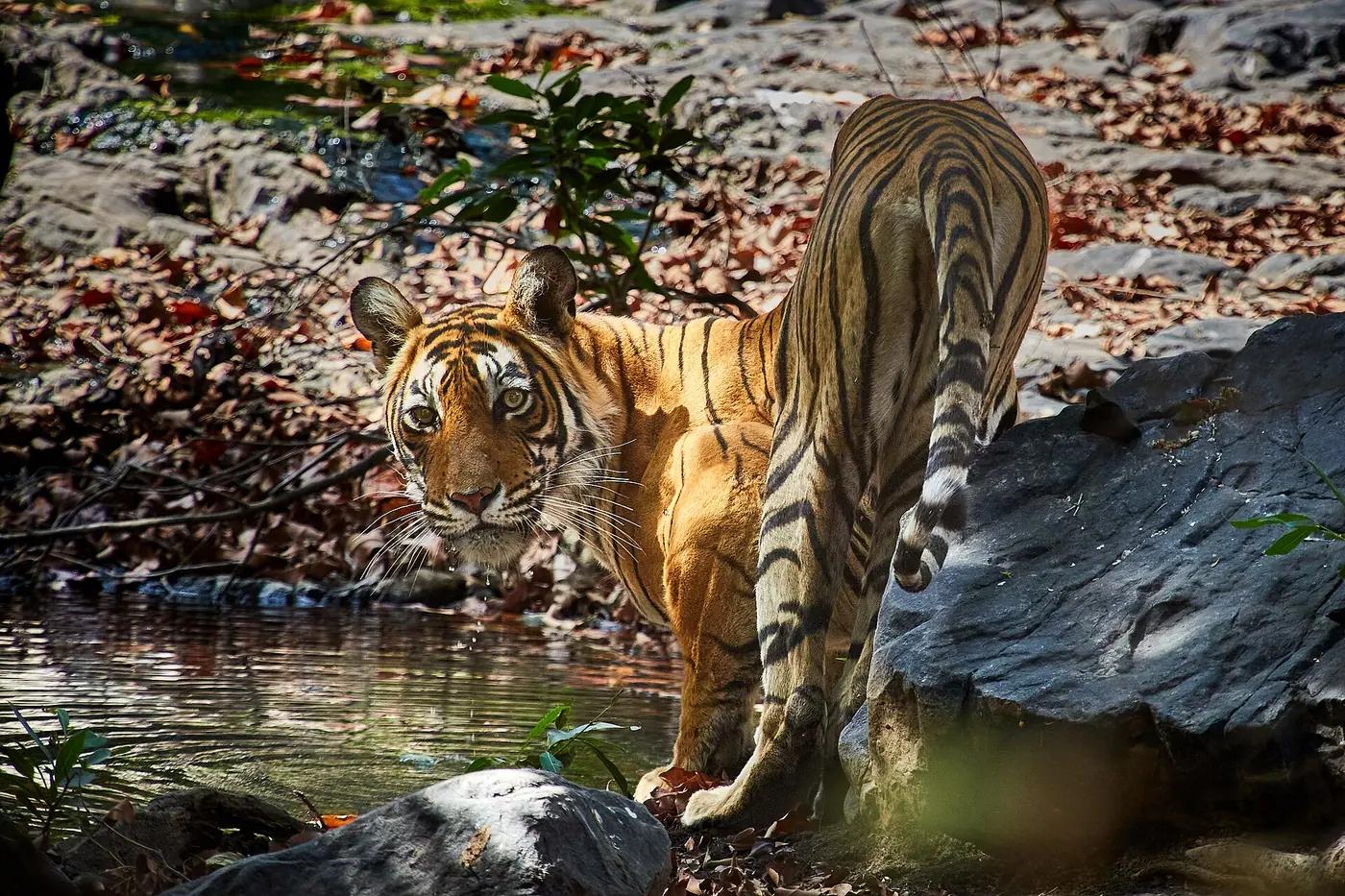 A Bengal tiger at a forest pool in Ranthambore National Park, India