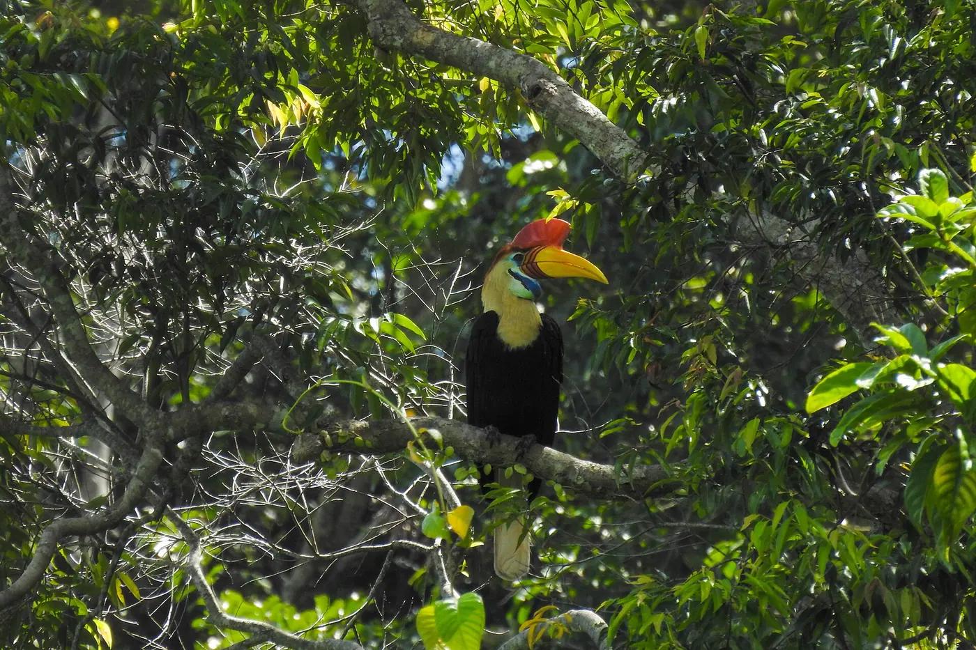 A wild Sulawesi hornbill perched in rainforest canopy on Sulawesi, Indonesia