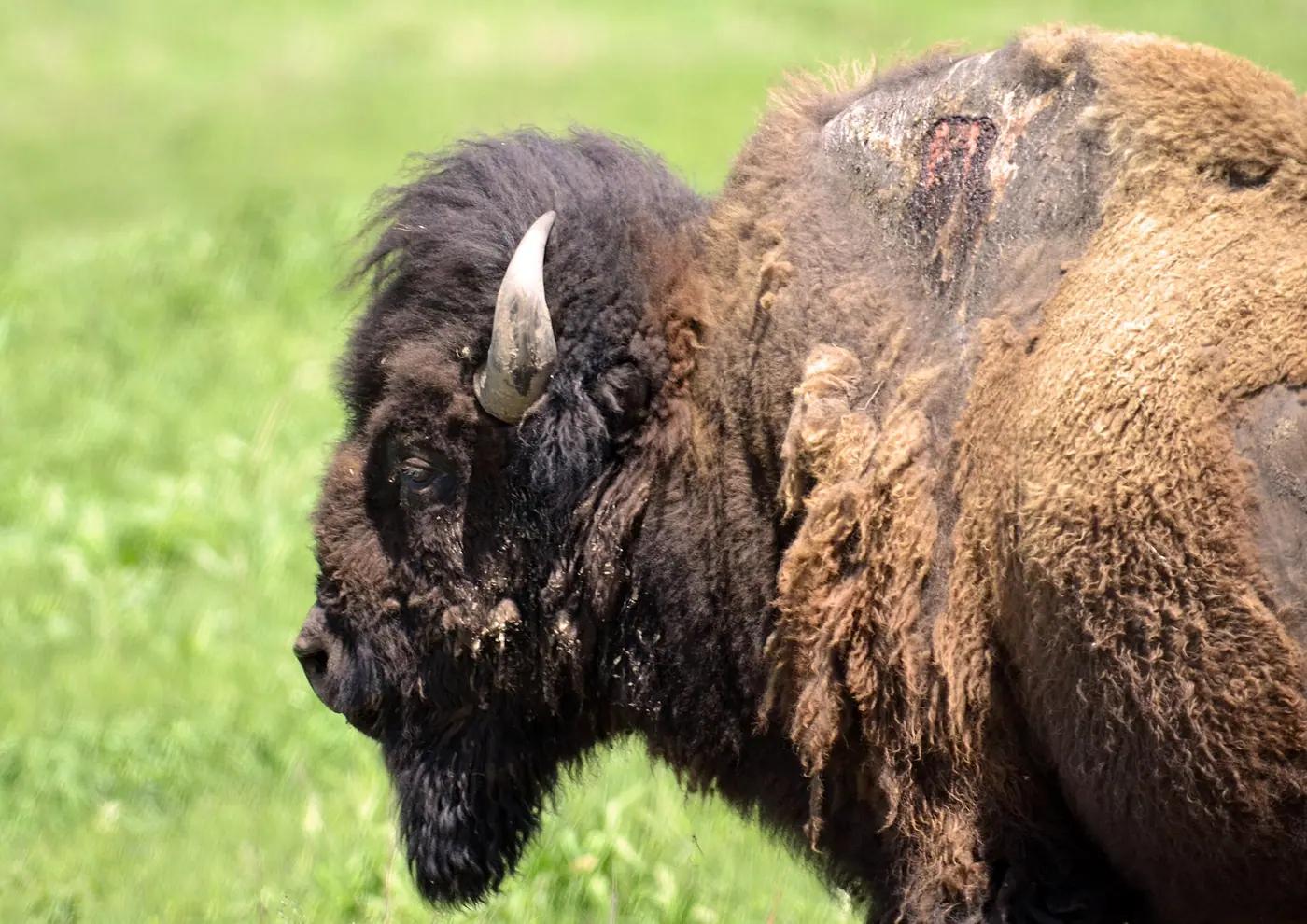 American bison grazing restored tallgrass prairie at Neal Smith National Wildlife Refuge, Iowa