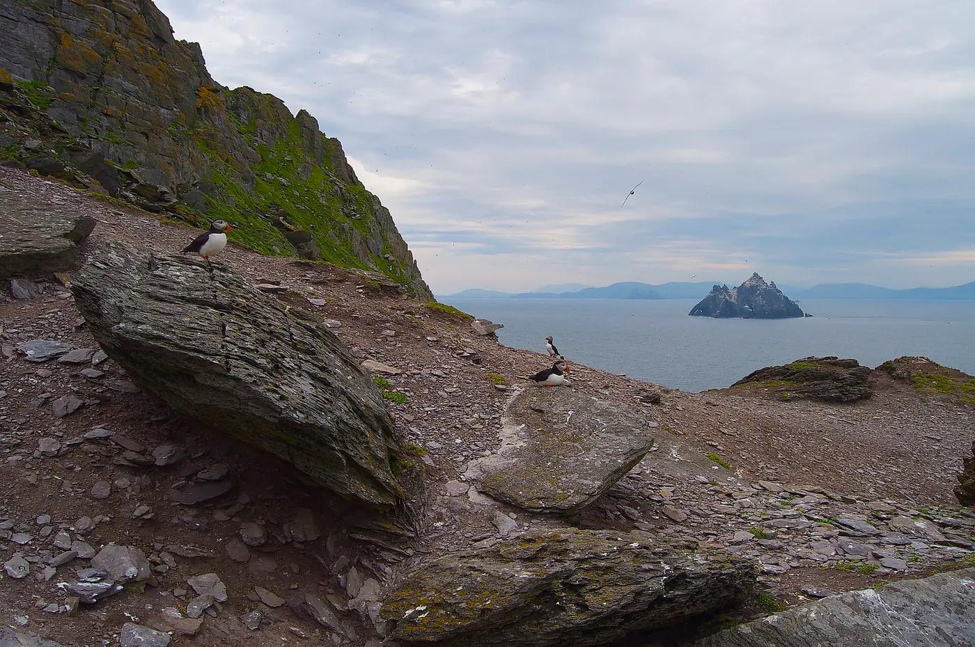 An Atlantic puffin standing on the grassy slopes of Skellig Michael, County Kerry